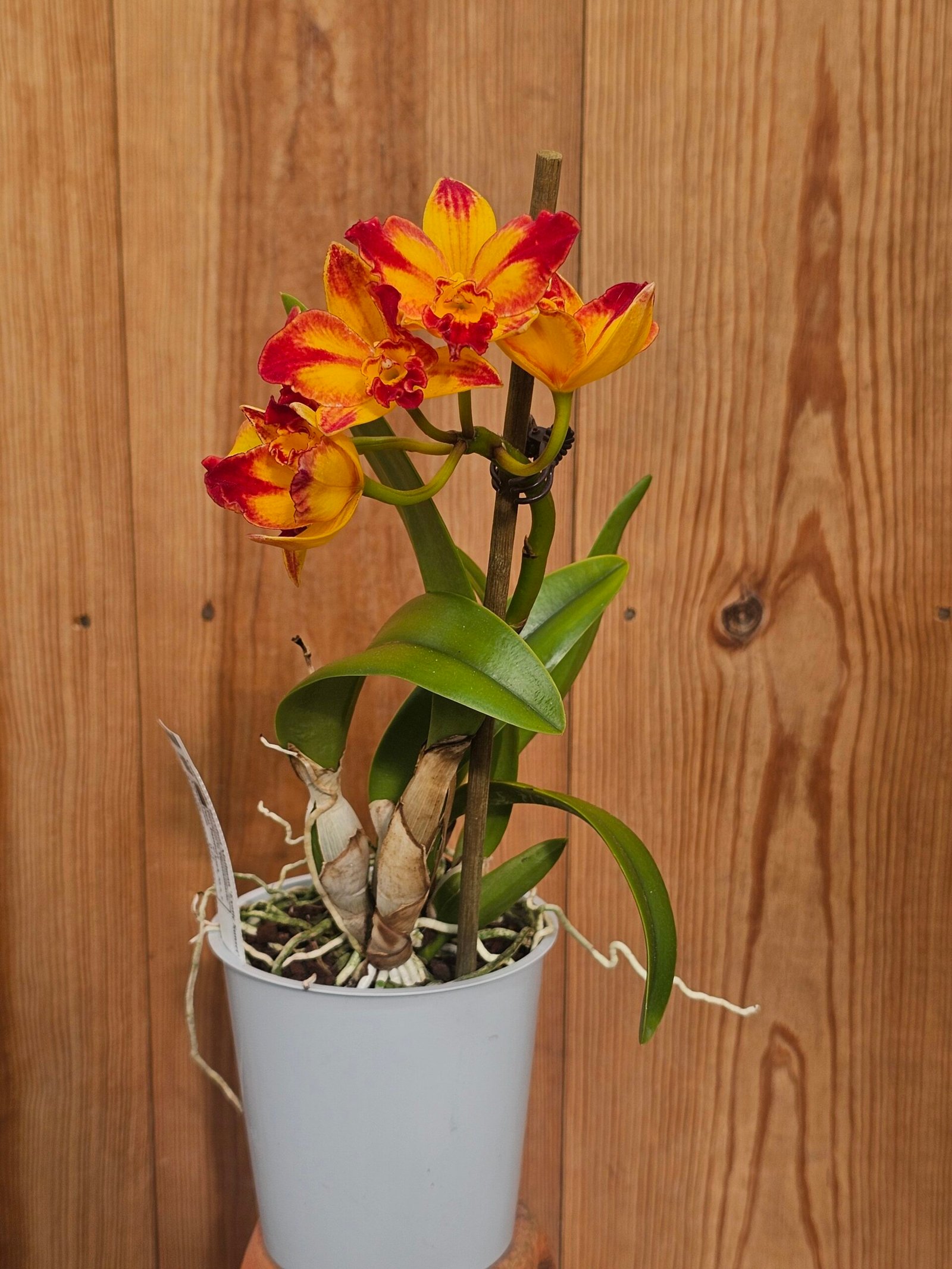 Cattlianthe Barefoot Mailman 'Exotic Sunset' - Image 2