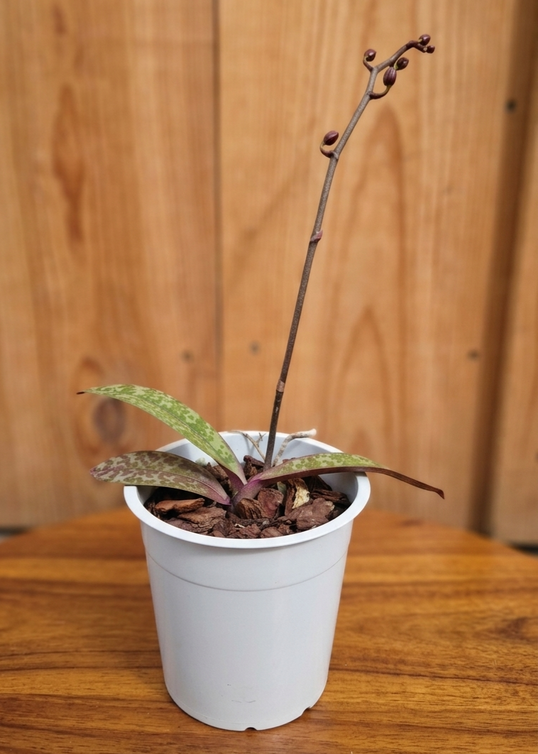 Phal. stuartiana x Phal. schilleriana - Imagen 2