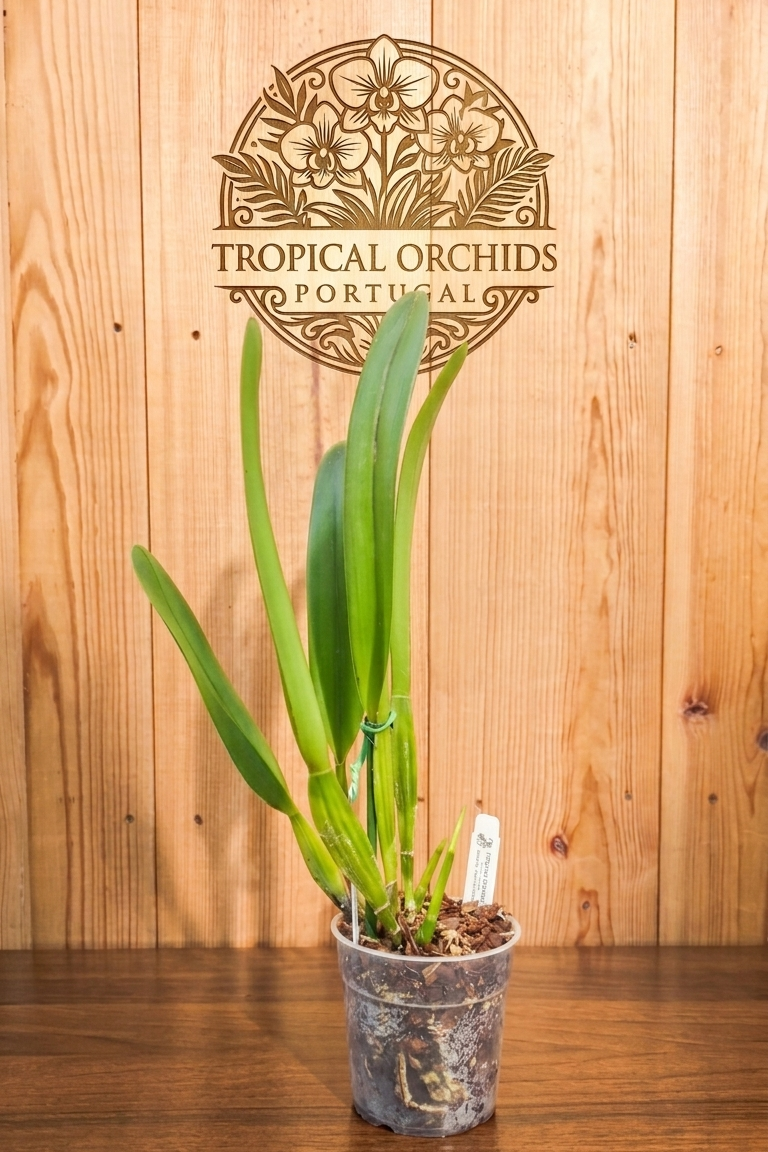 Laelia purpurata - Image 2