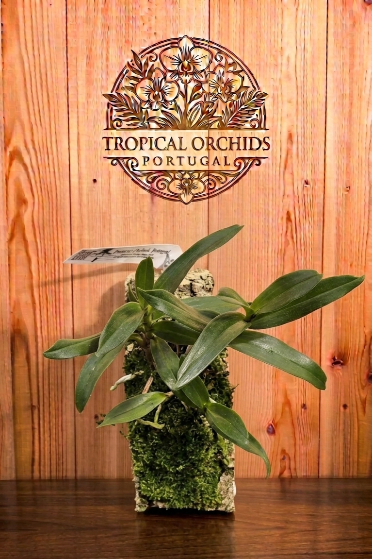Dendrobium 'Jiaho Delight' - Image 2