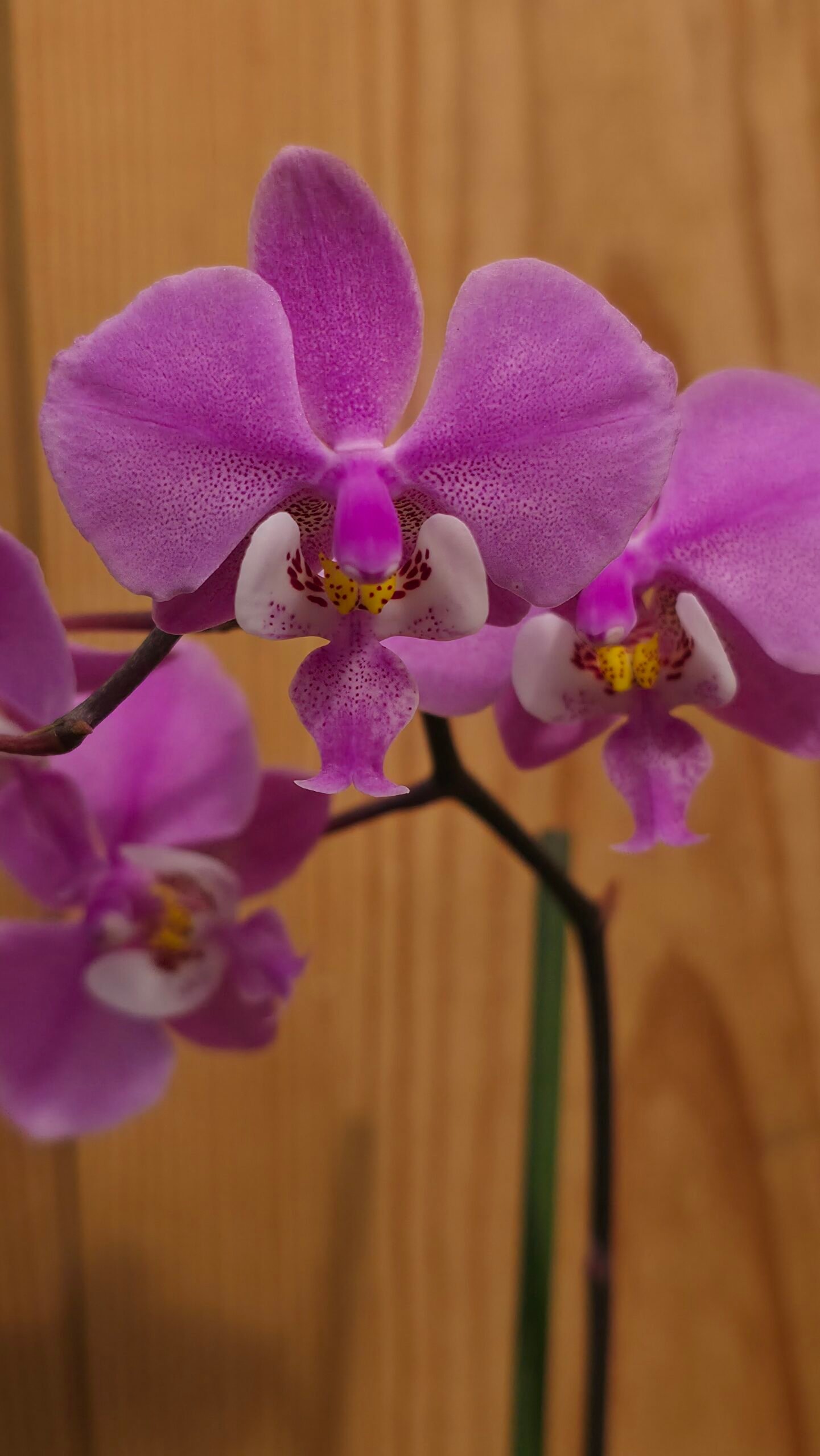 Phalaeanopsis schilleriana - Image 2