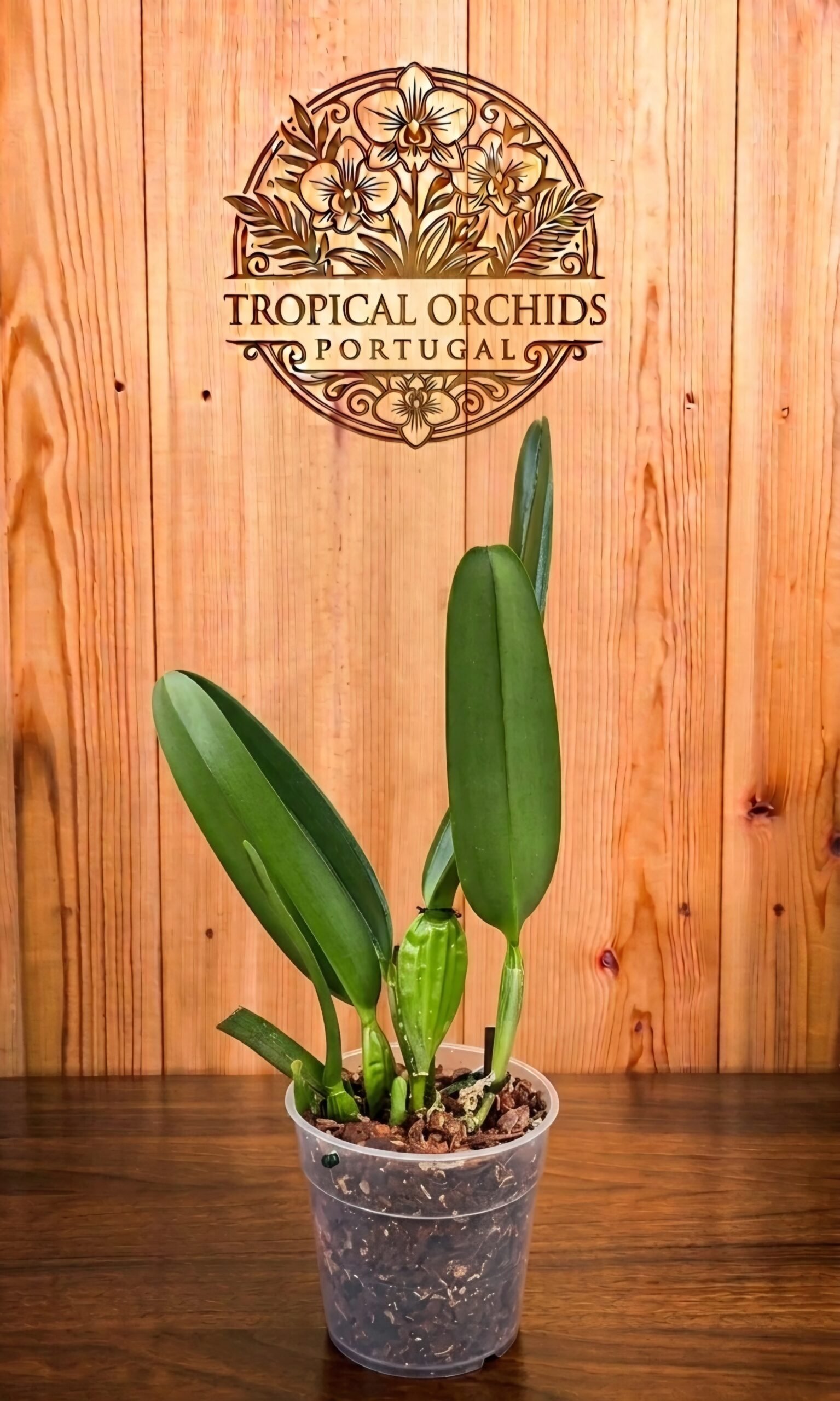Laelia purpurata carnea 'Cherry' - Imagen 2