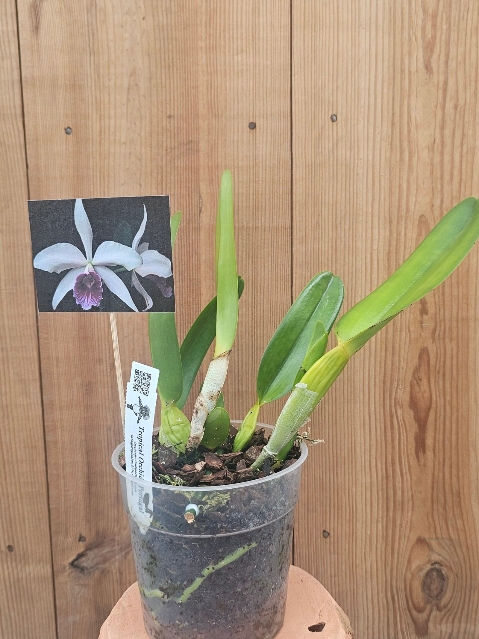 Laelia purpurata werkhauseri - Image 3