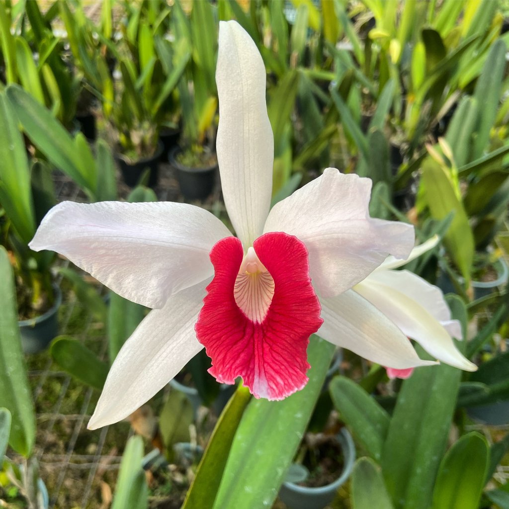 Laelia purpurata carnea 'Cherry'