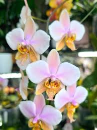 Phal. stuartiana x Phal. schilleriana - Imagen 3