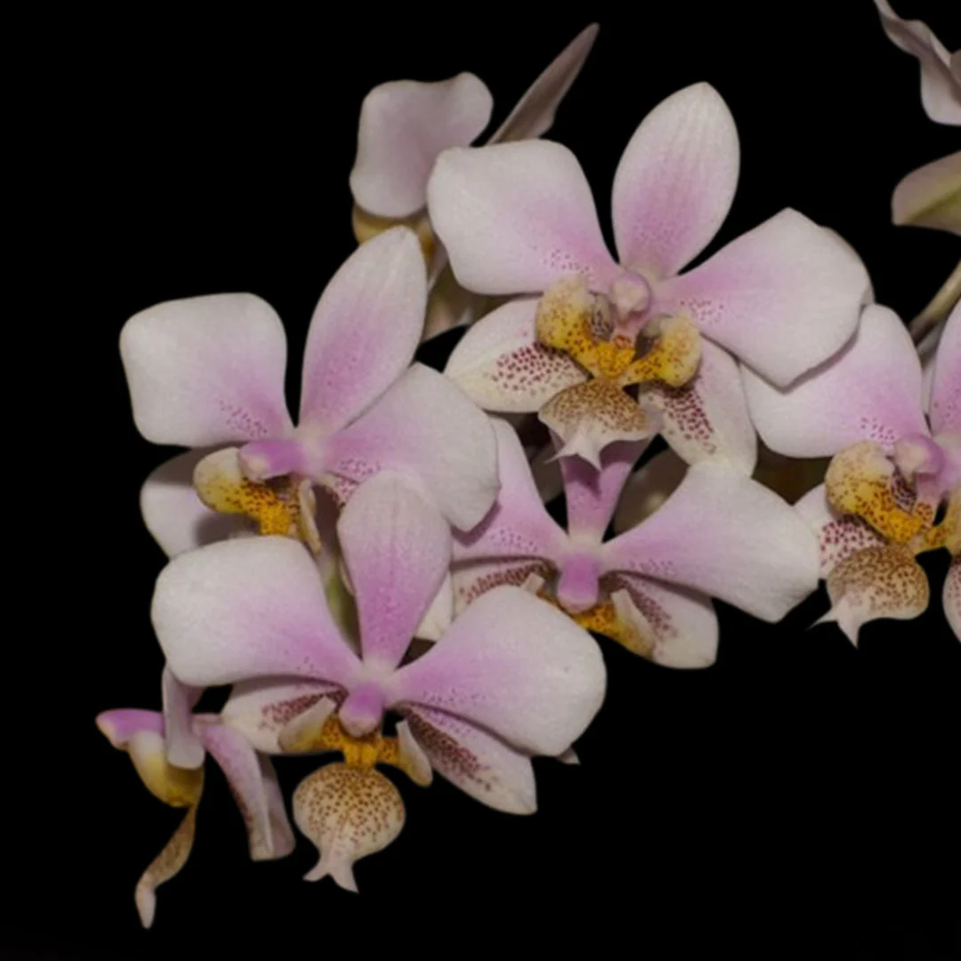 Phal. stuartiana x Phal. schilleriana