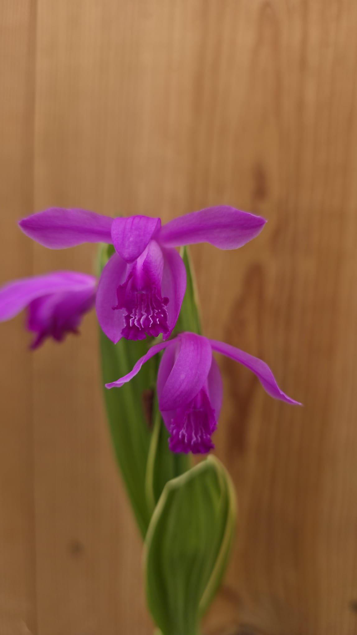 Bletilla striata - Image 2