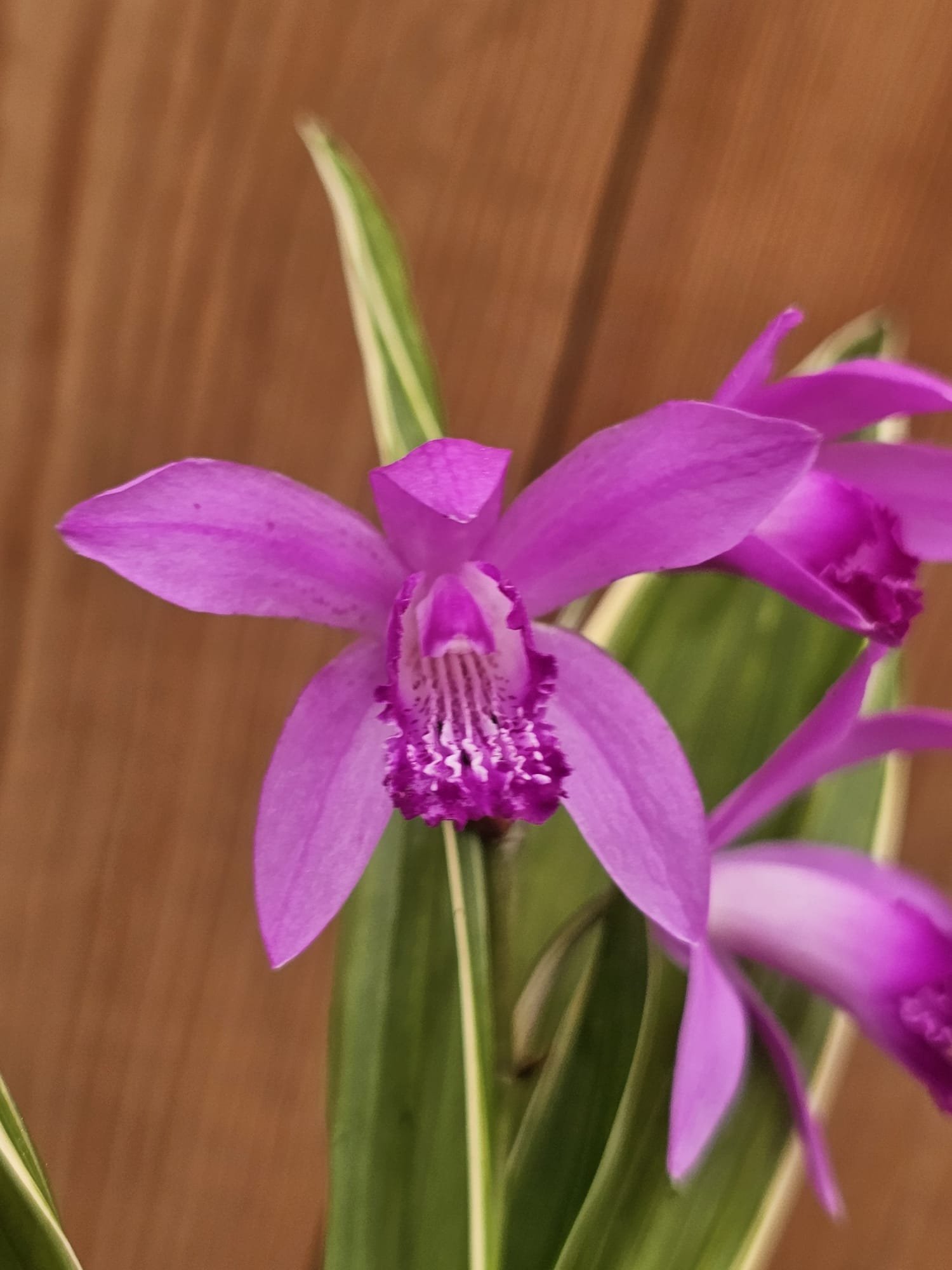 Bletilla striata