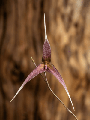 Orquídea exótica Dracula platycrater com flores em formato característico e caudas nas sépalas
