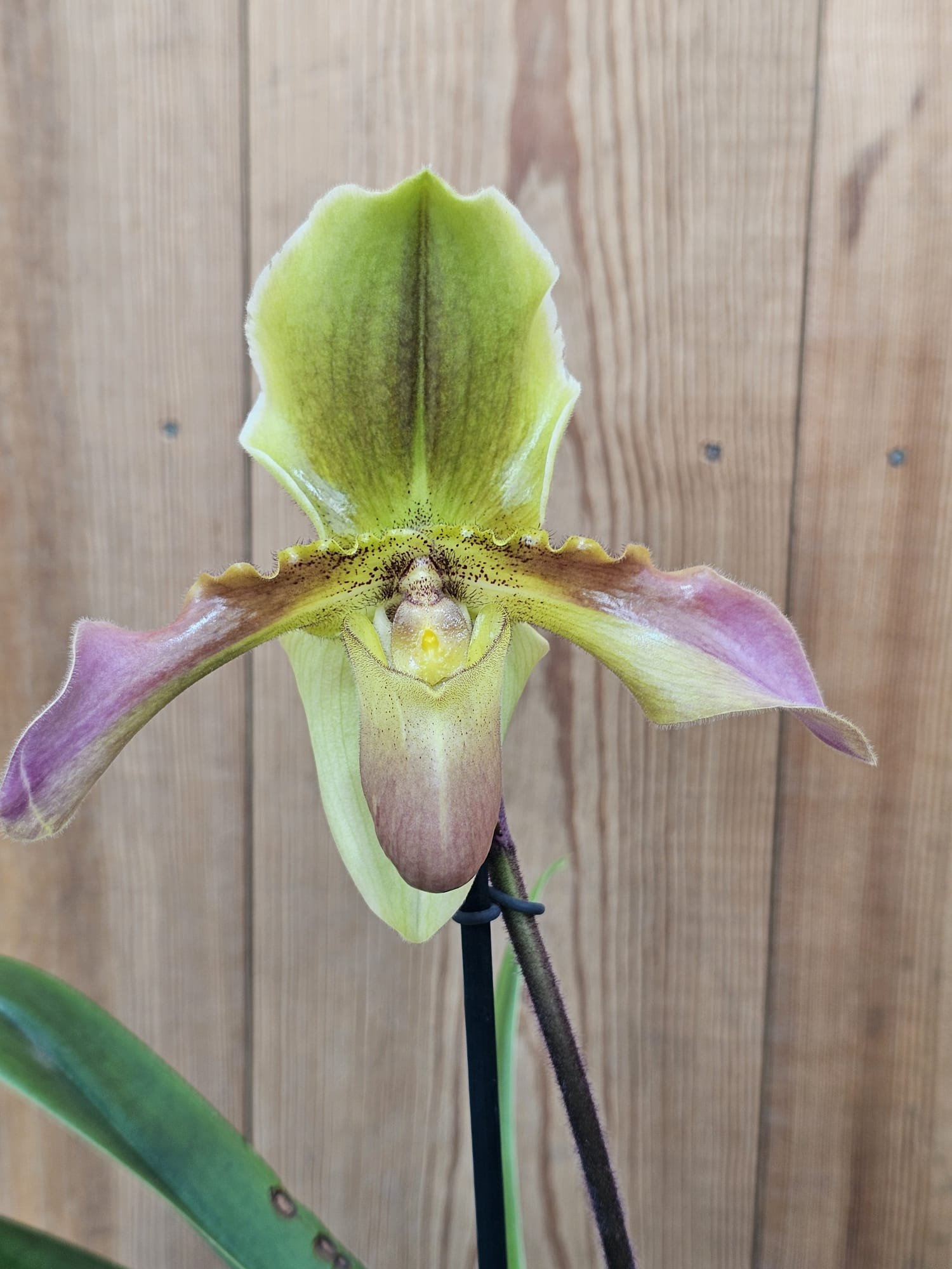 Paphiopedilum Hans Strahl 'Compact'