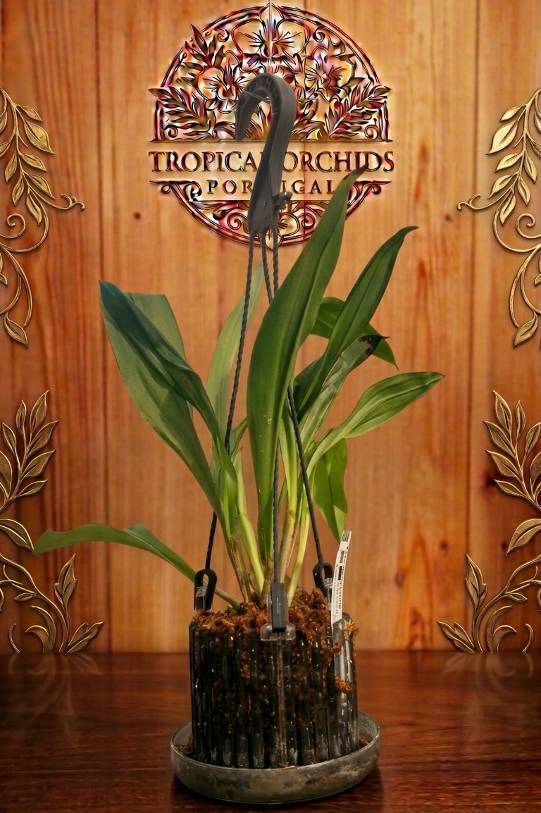 Dracula polyphemus - Image 2