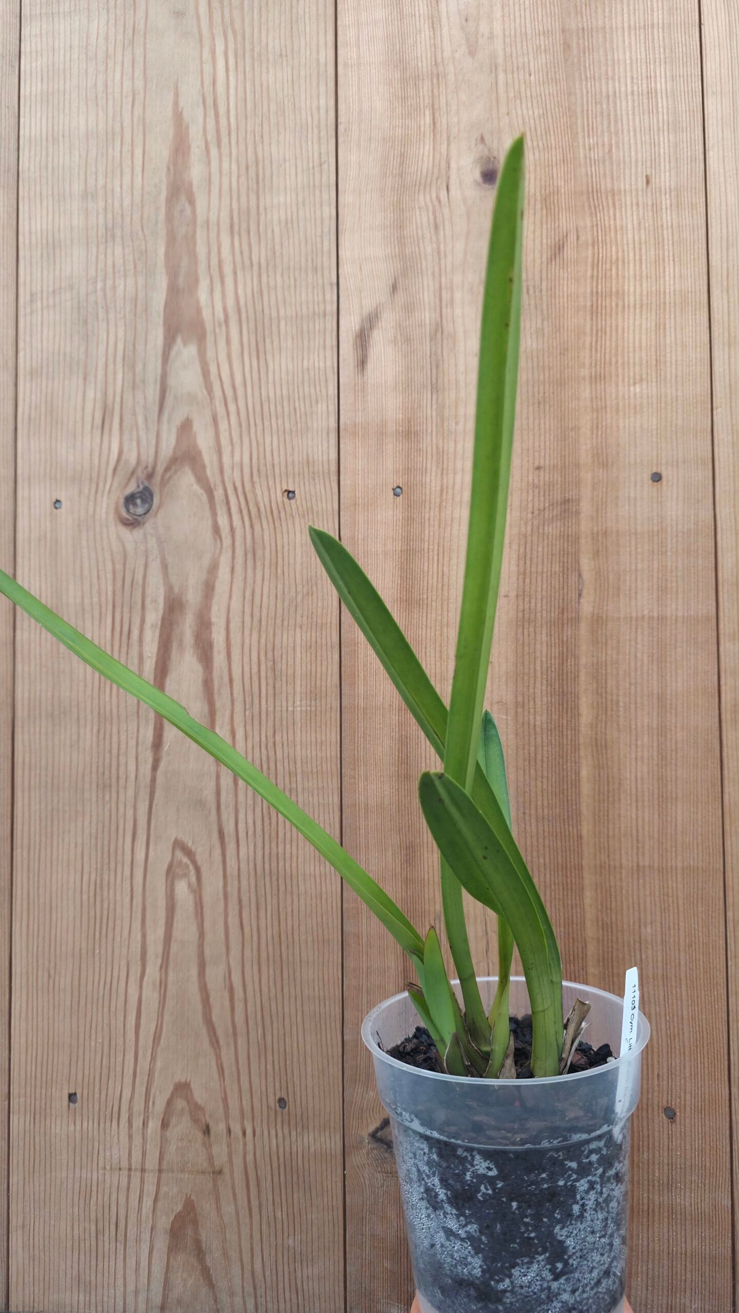 Cymbidium Little Black Sambo - Image 2
