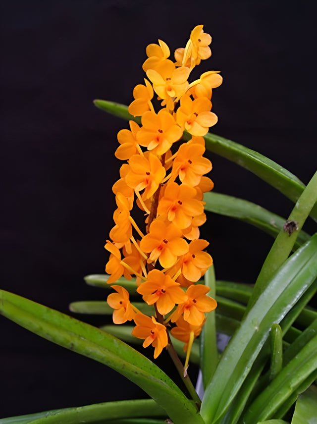Ascocentrum miniatum