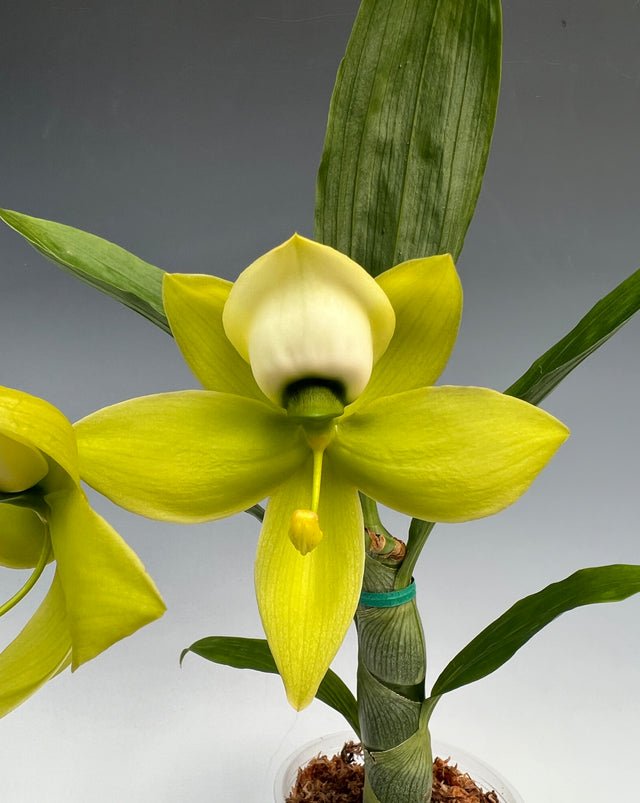 Cycnoches Mass Confusion Big Green