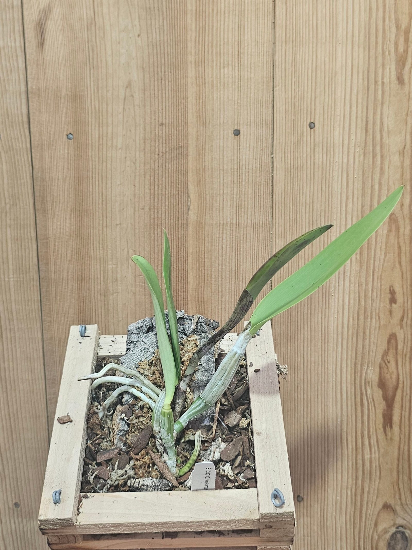 Cattleya walkeriana 'Red' - Image 3