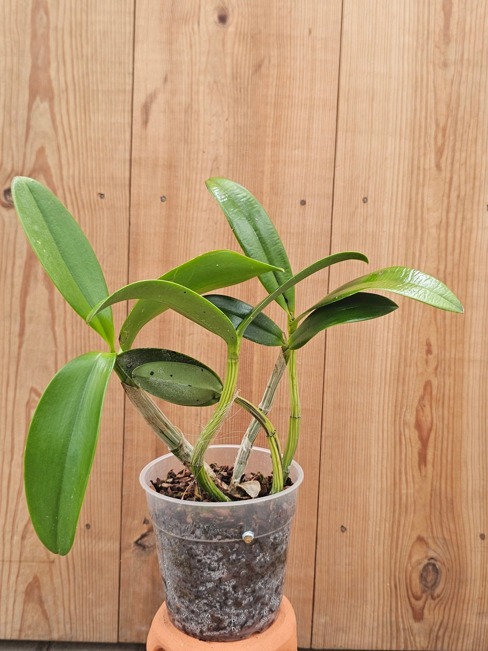 Laeliocattleya Tzeng-Wen Bells - Imagen 3