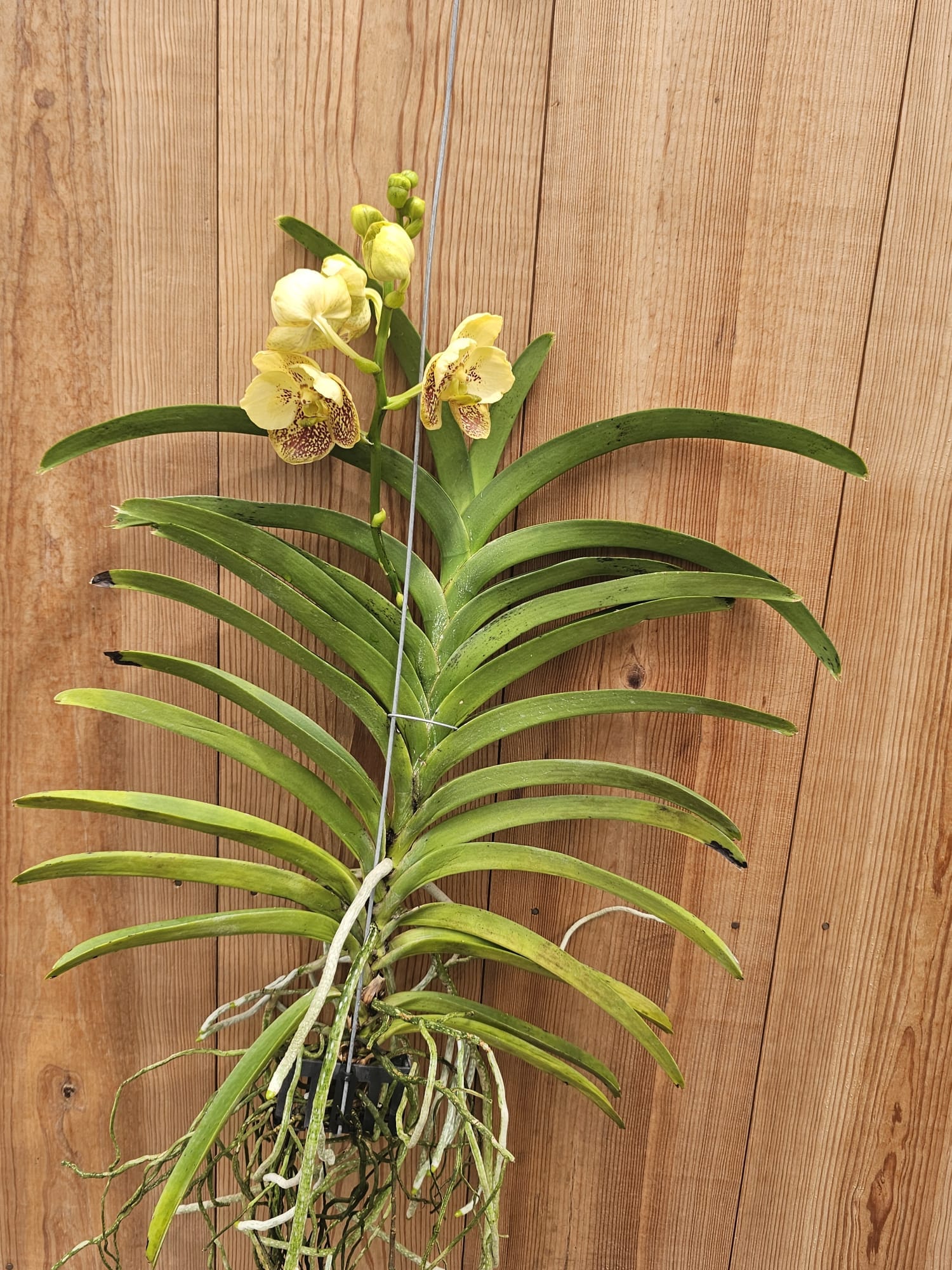 Vanda Boonyarit Spot - Image 3