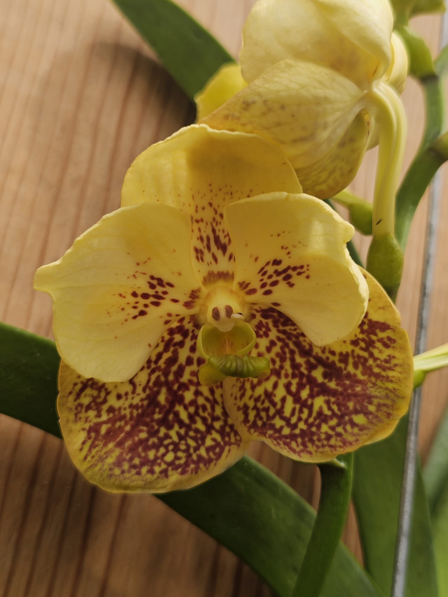 Vanda Boonyarit Spot - Image 2