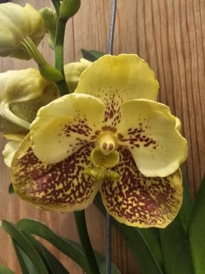 Orquídea epífita Vanda Boonyarit Spot em floração com pétalas salpicadas e raízes aéreas