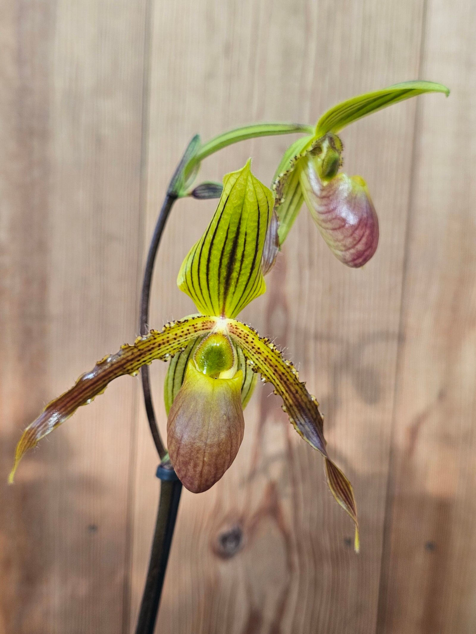 Paphiopedilum rothschildianum X Pinóquio