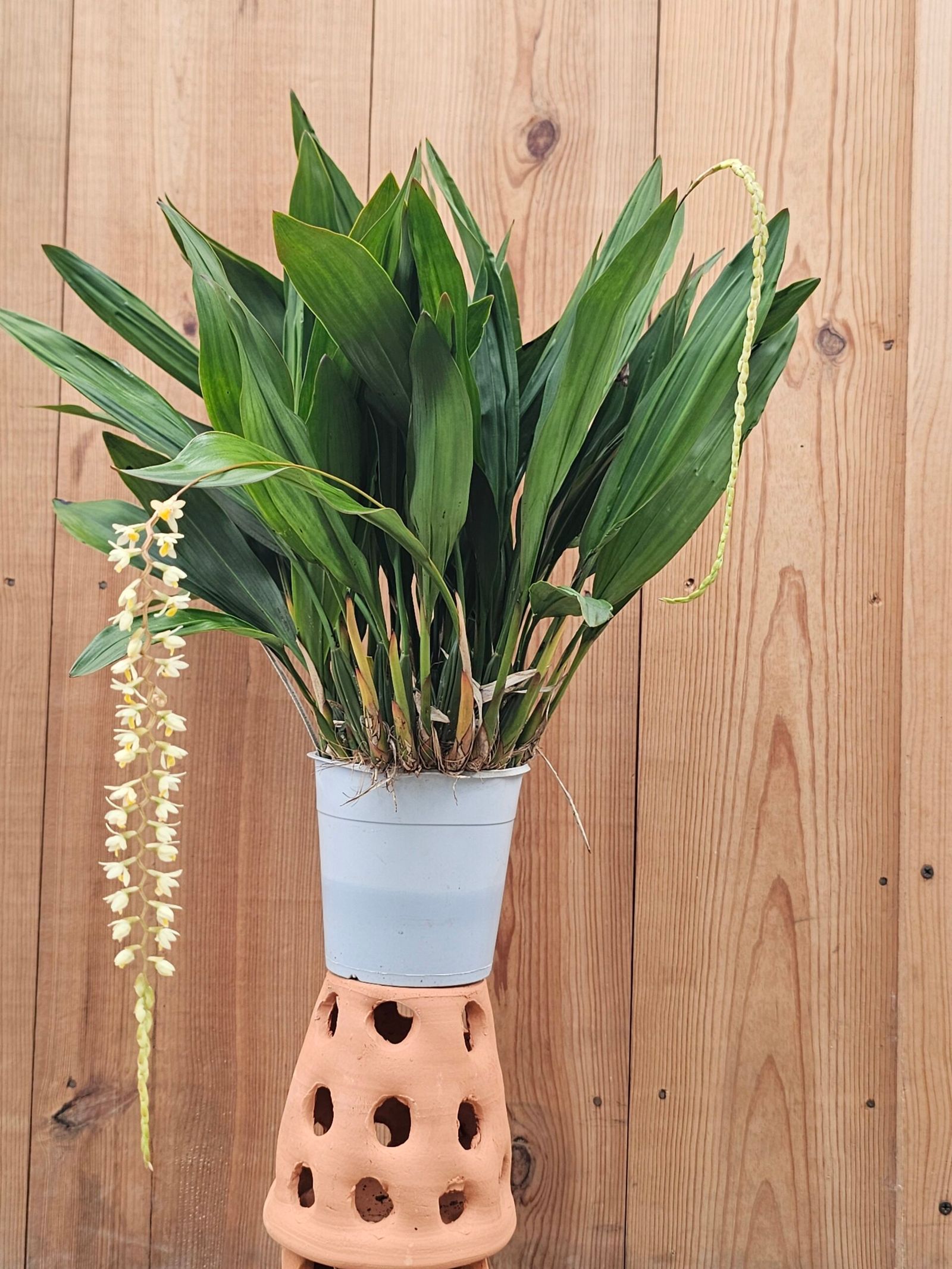 Dendrochilum cobbianum