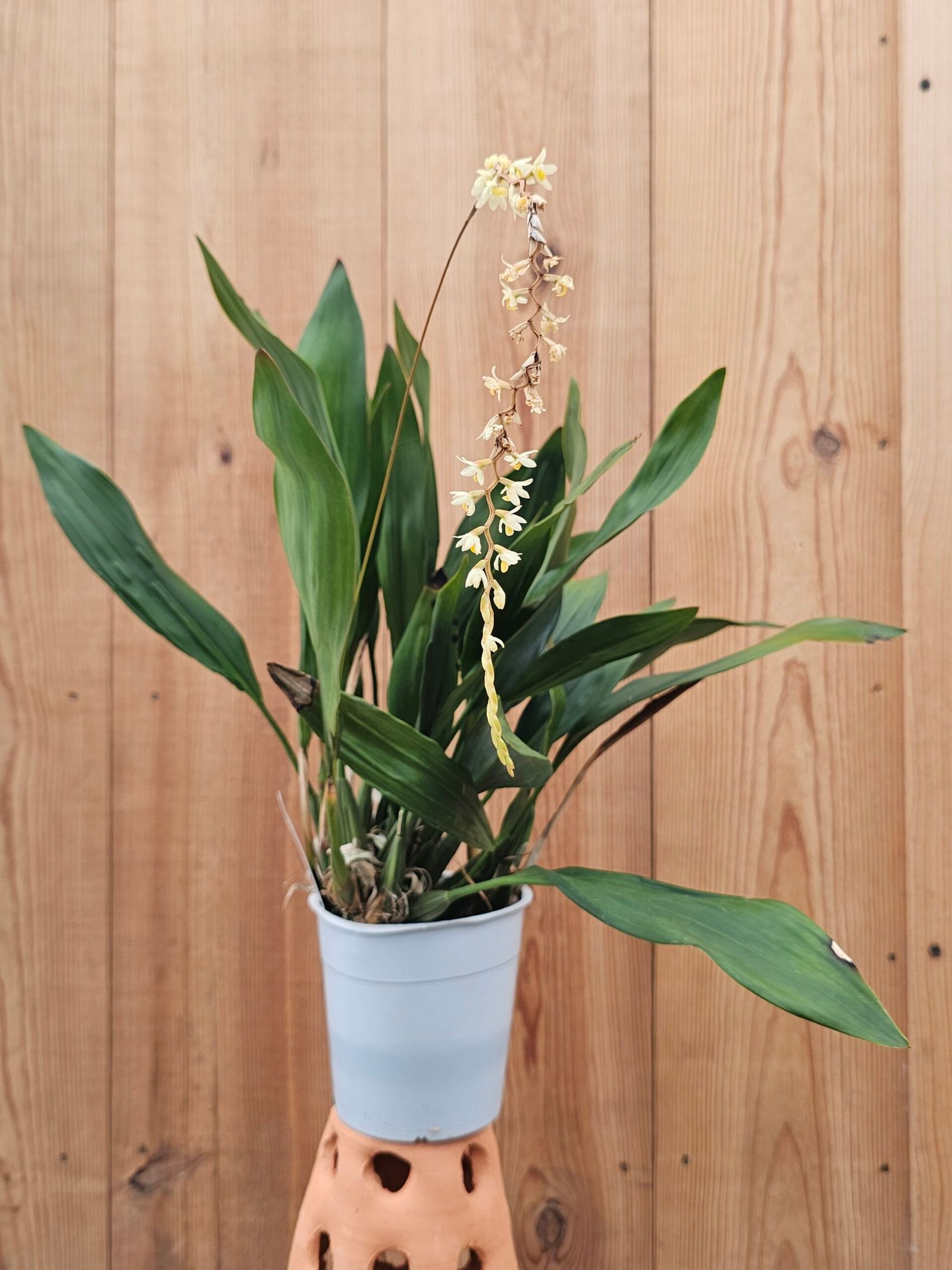 Dendrochilum cobbianum