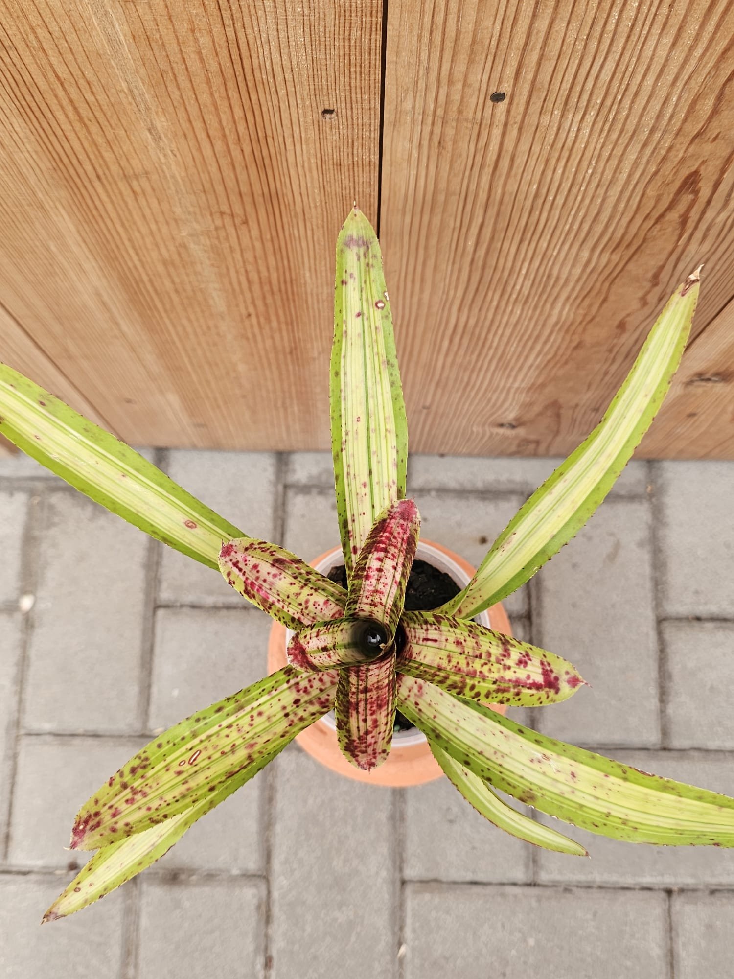 Neoregelia Chrissy – Image 2