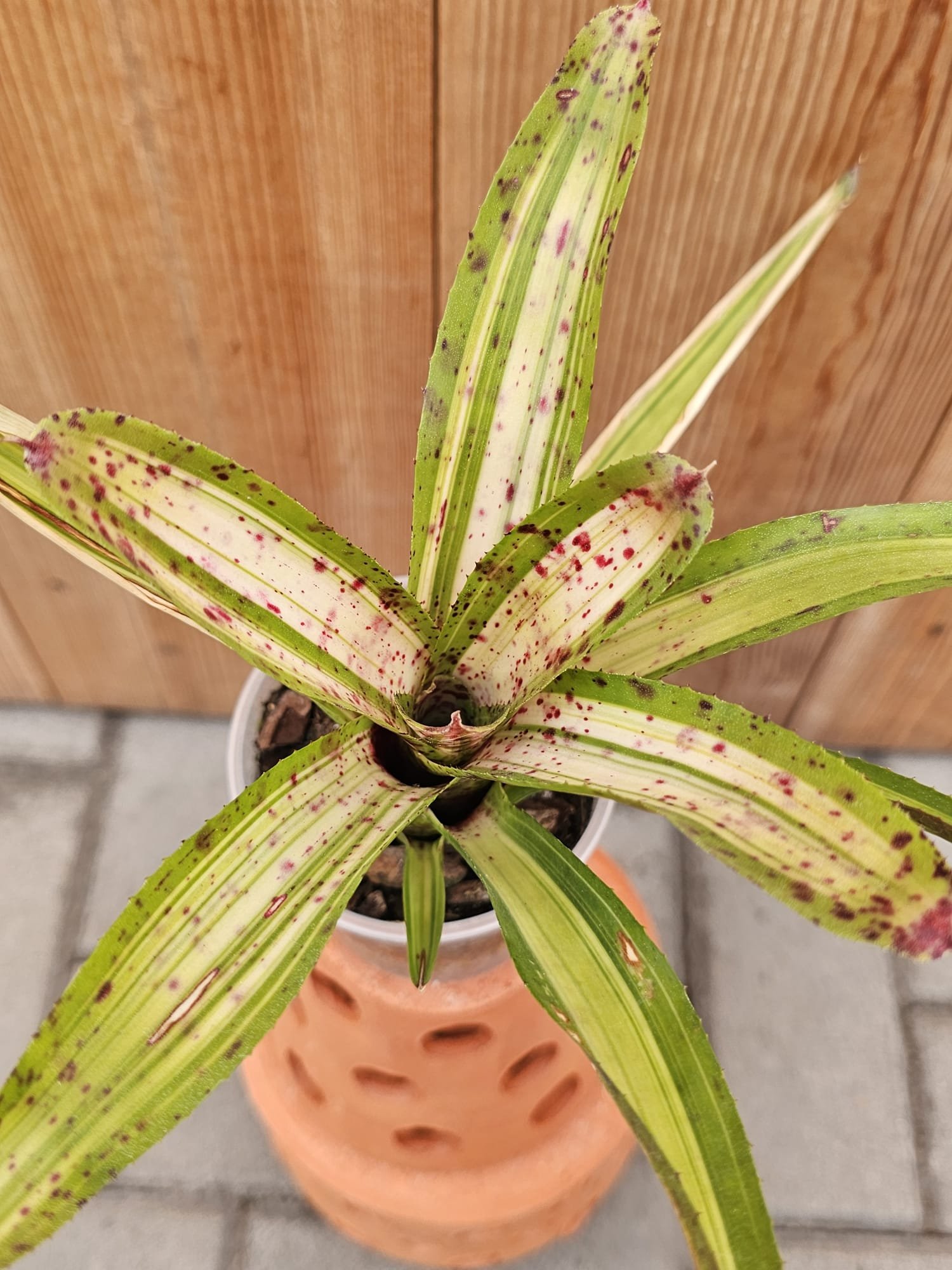 Neoregelia Chrissy