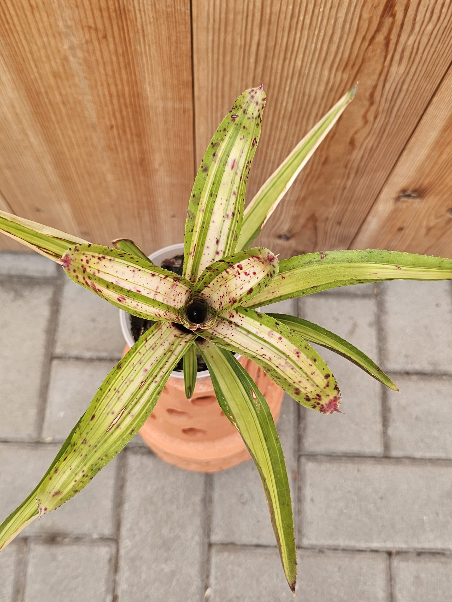 Neoregelia Chrissy – Image 3