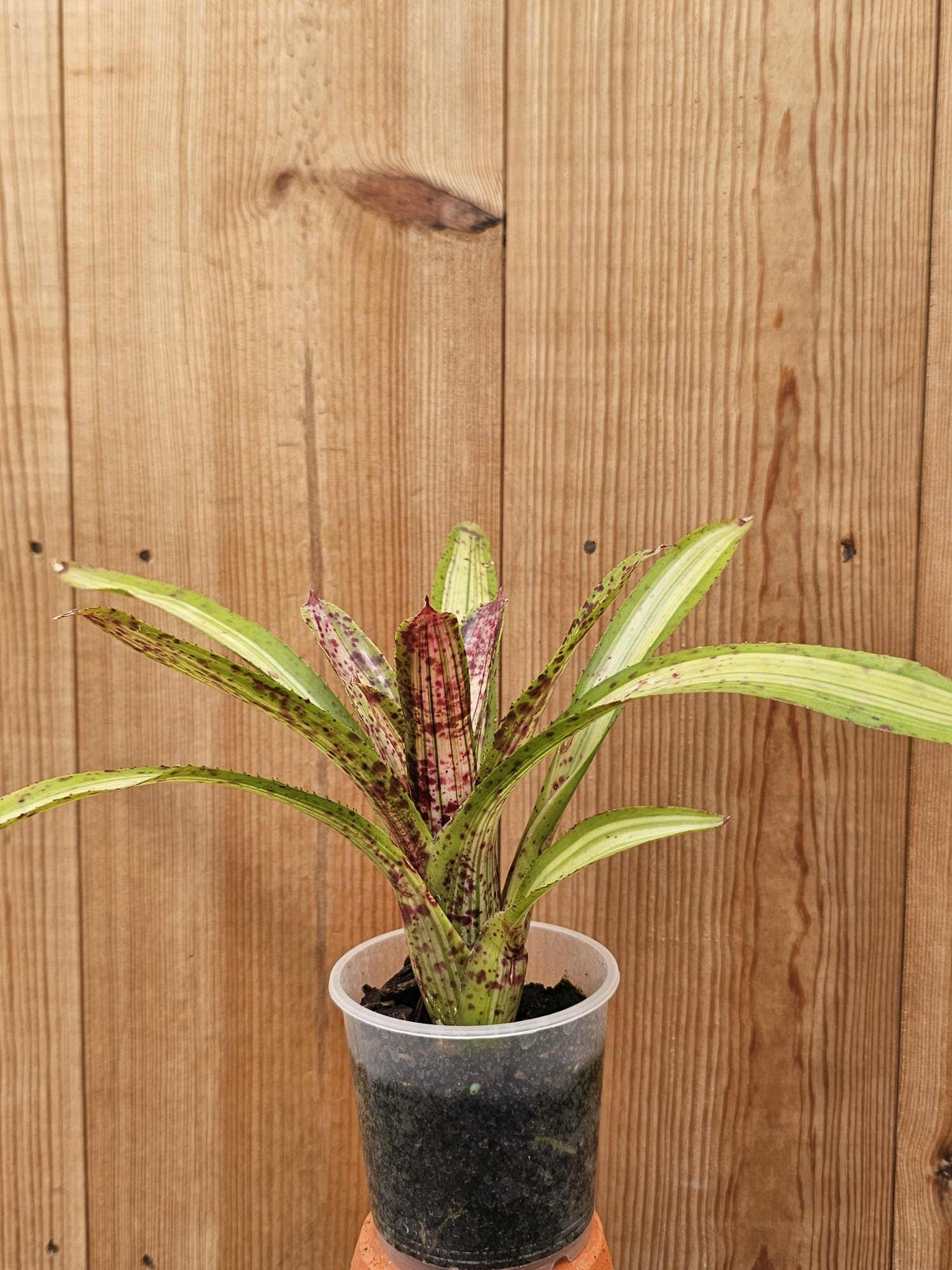 Neoregelia Chrissy – Image 4