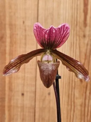 Orquídea Paphiopedilum Schaetzchen em floração com labelo em forma de sapatinho