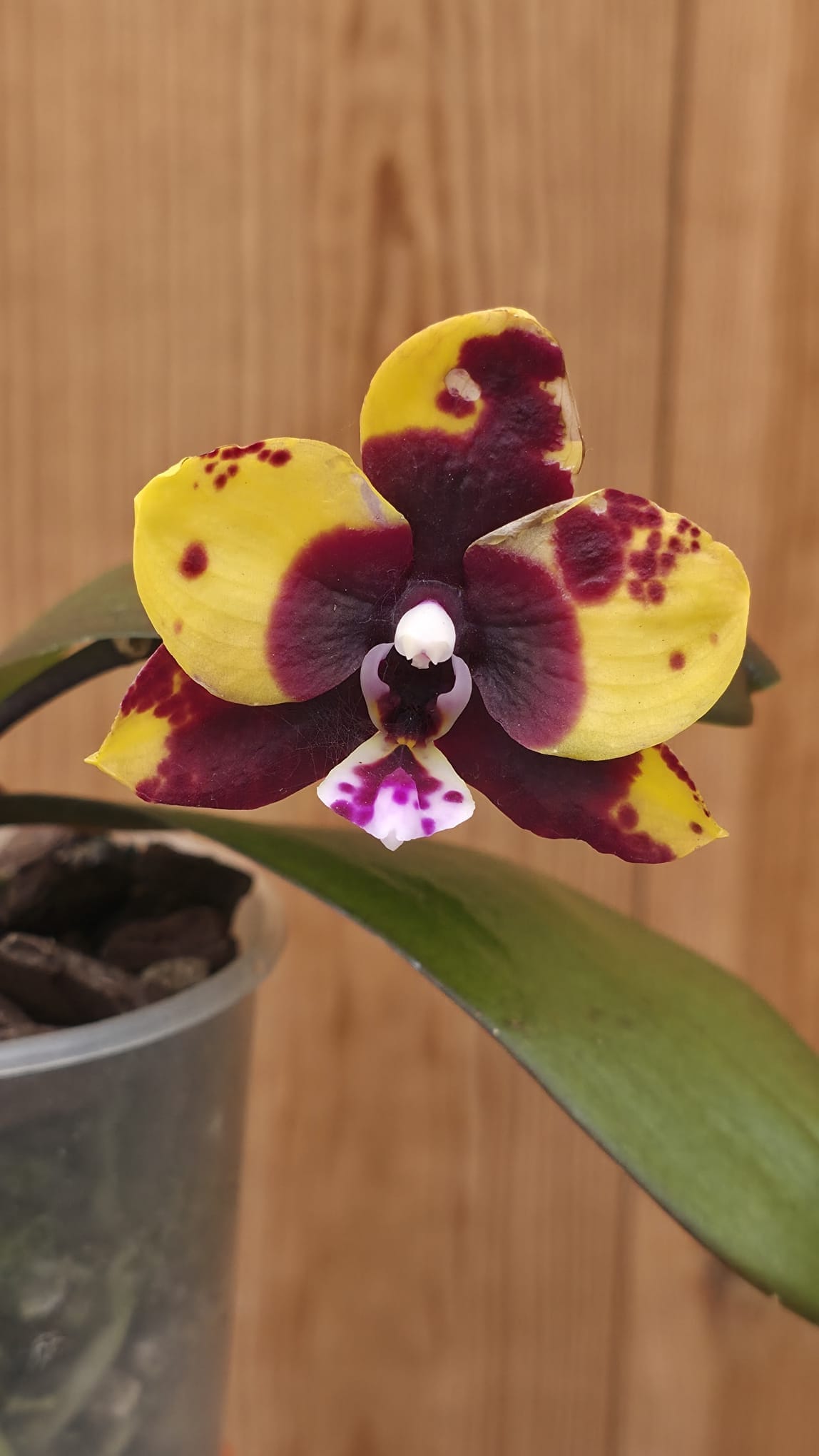 Orquídea Phalaenopsis Black Diamond com flores de tom bordo escuro e textura aveludada