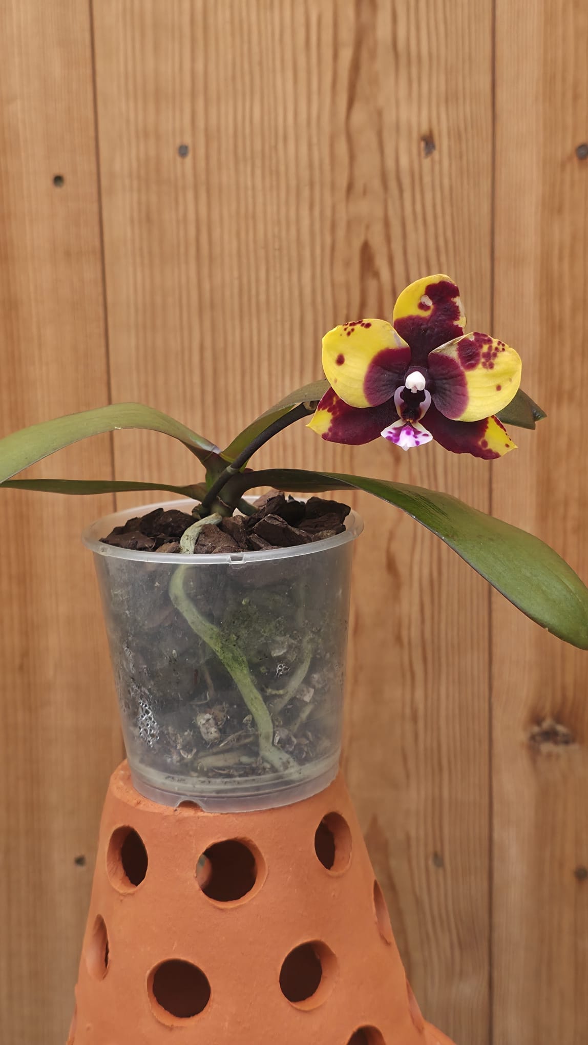 Phalaenopsis Black Diamond - Image 4