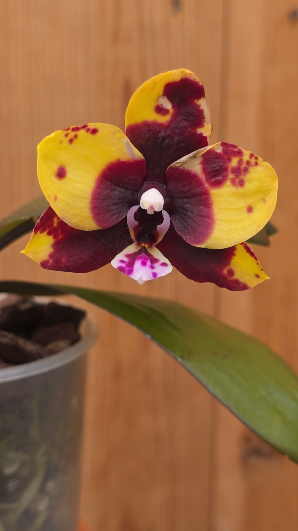 Phalaenopsis Black Diamond - Image 3