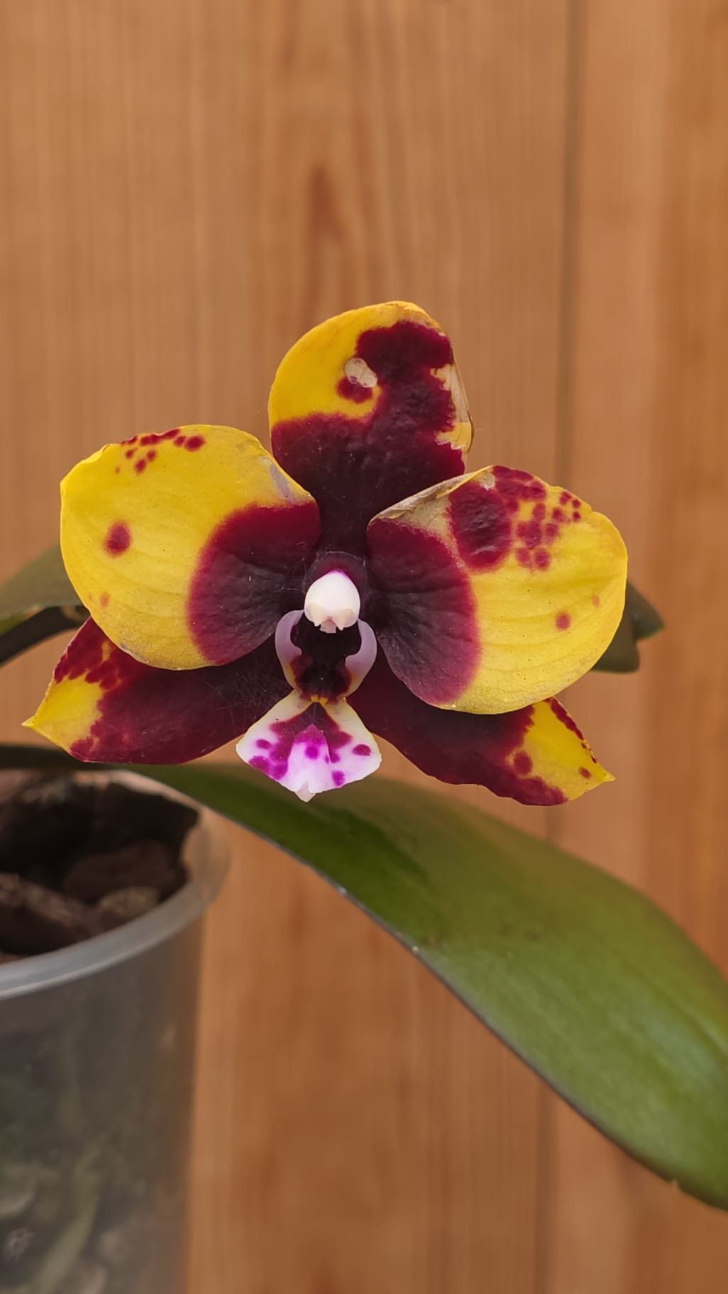 Phalaenopsis Black Diamond - Image 2