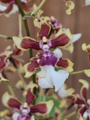 Orquídea Oncidium Sharry Baby Aurea com hastes florais amarelas e castanhas perfumadas