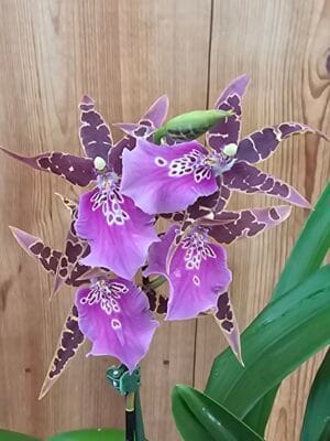 Orquídea híbrida Miltassia Shelob Tolkien com flores estreladas escuras em floração