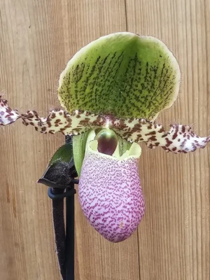 Orquídea Paphiopedilum Pinocchio com flor em formato de sapatinho em tons de rosa, verde e amarelo
