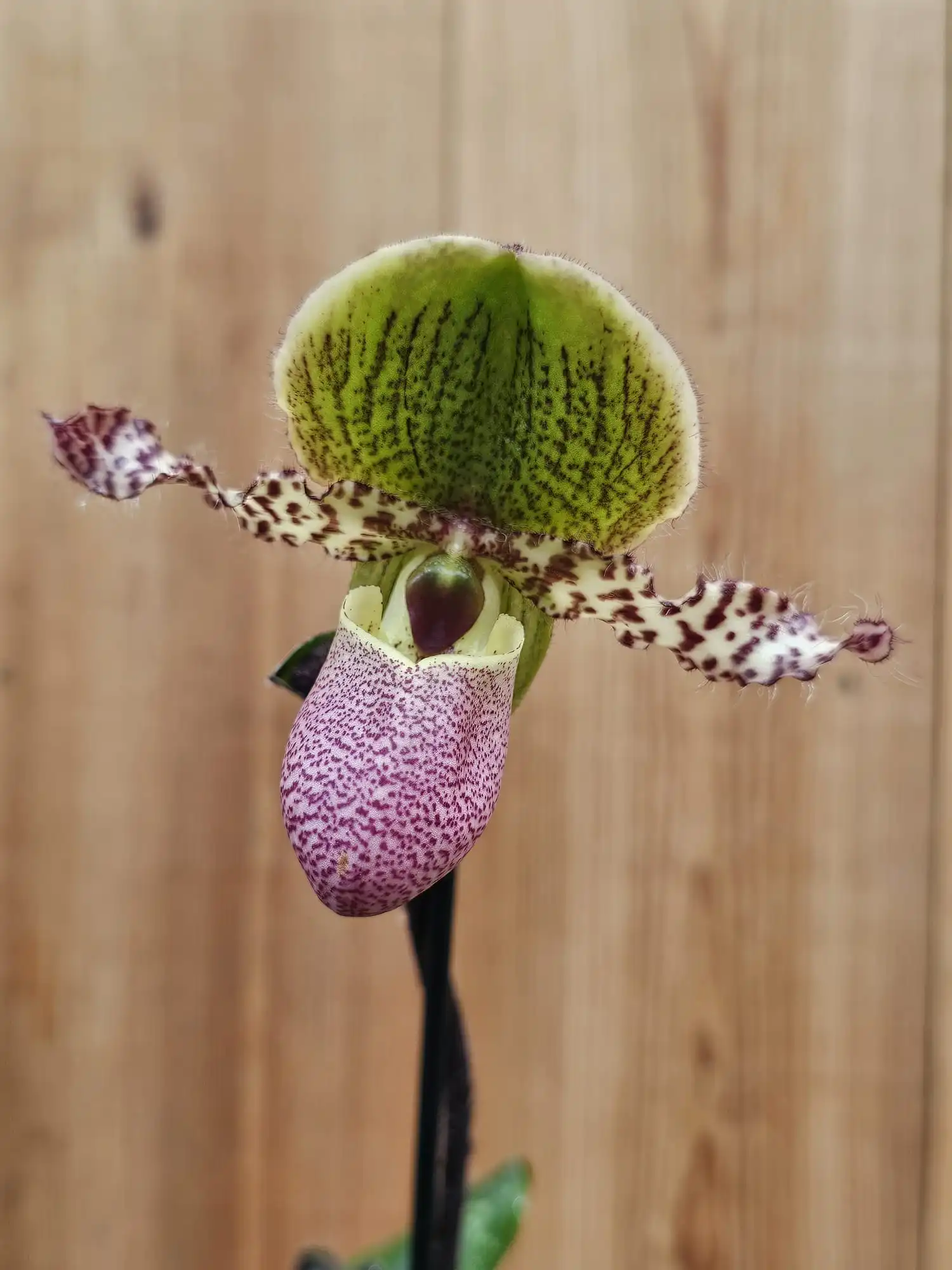Paphiopedilum Pinocchio - Image 3