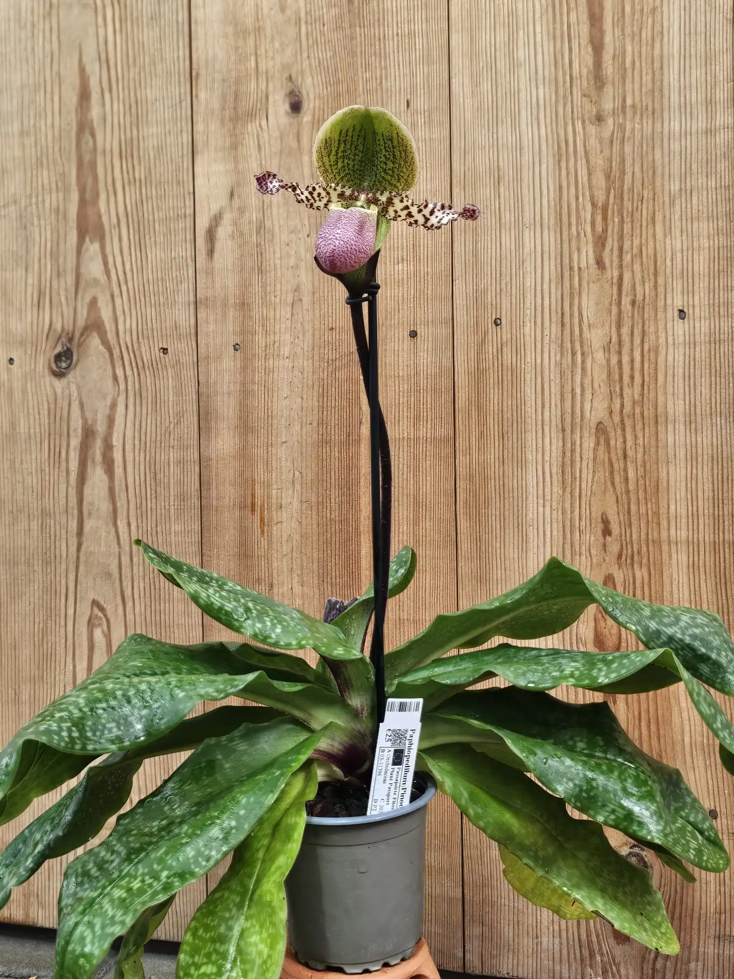 Paphiopedilum Pinocchio - Image 2