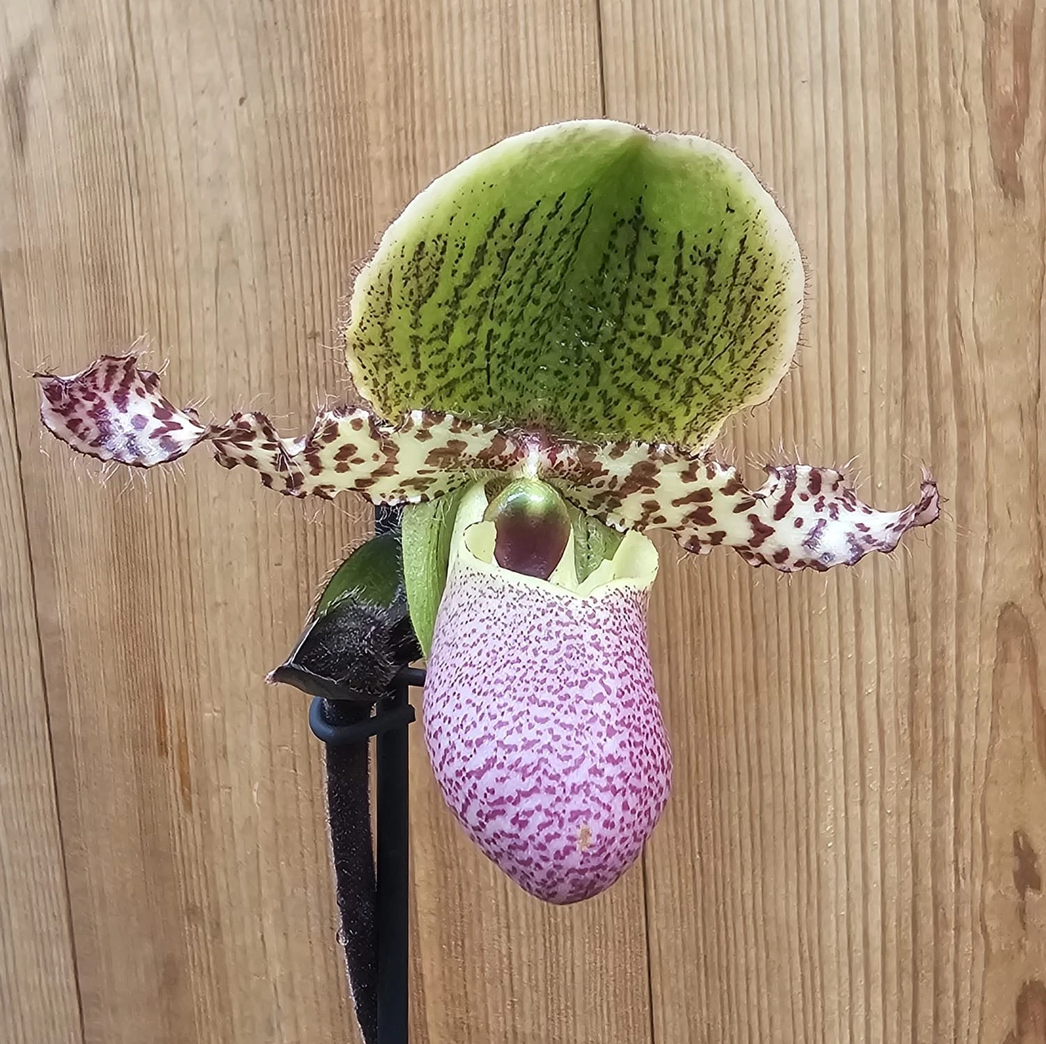 Orquídea Paphiopedilum Pinocchio com flor em formato de sapatinho em tons de rosa, verde e amarelo