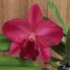 Orquídea Rlc. Ruby Delight x Mem. Alida Laboy em floração