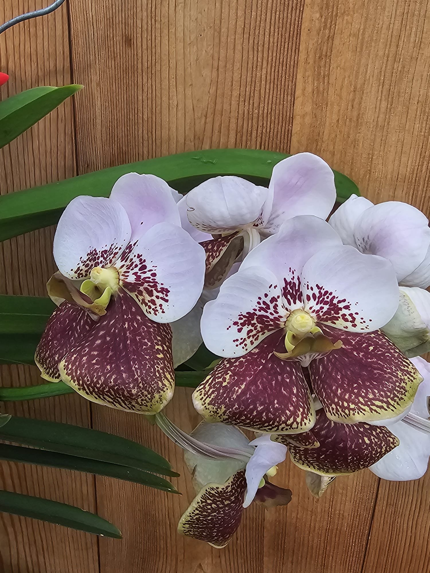 Vanda sanderiana - Image 3