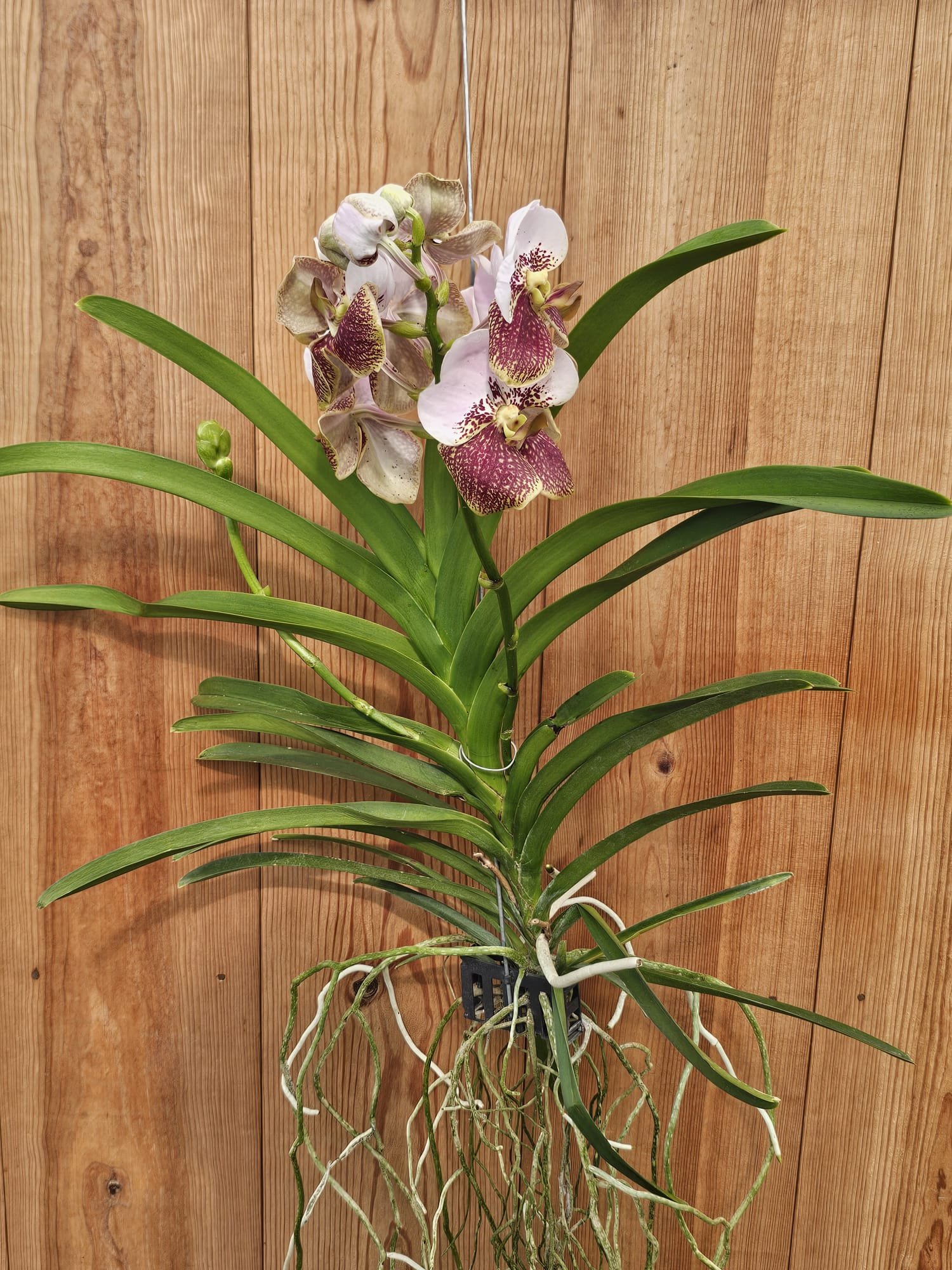 Vanda sanderiana - Image 2