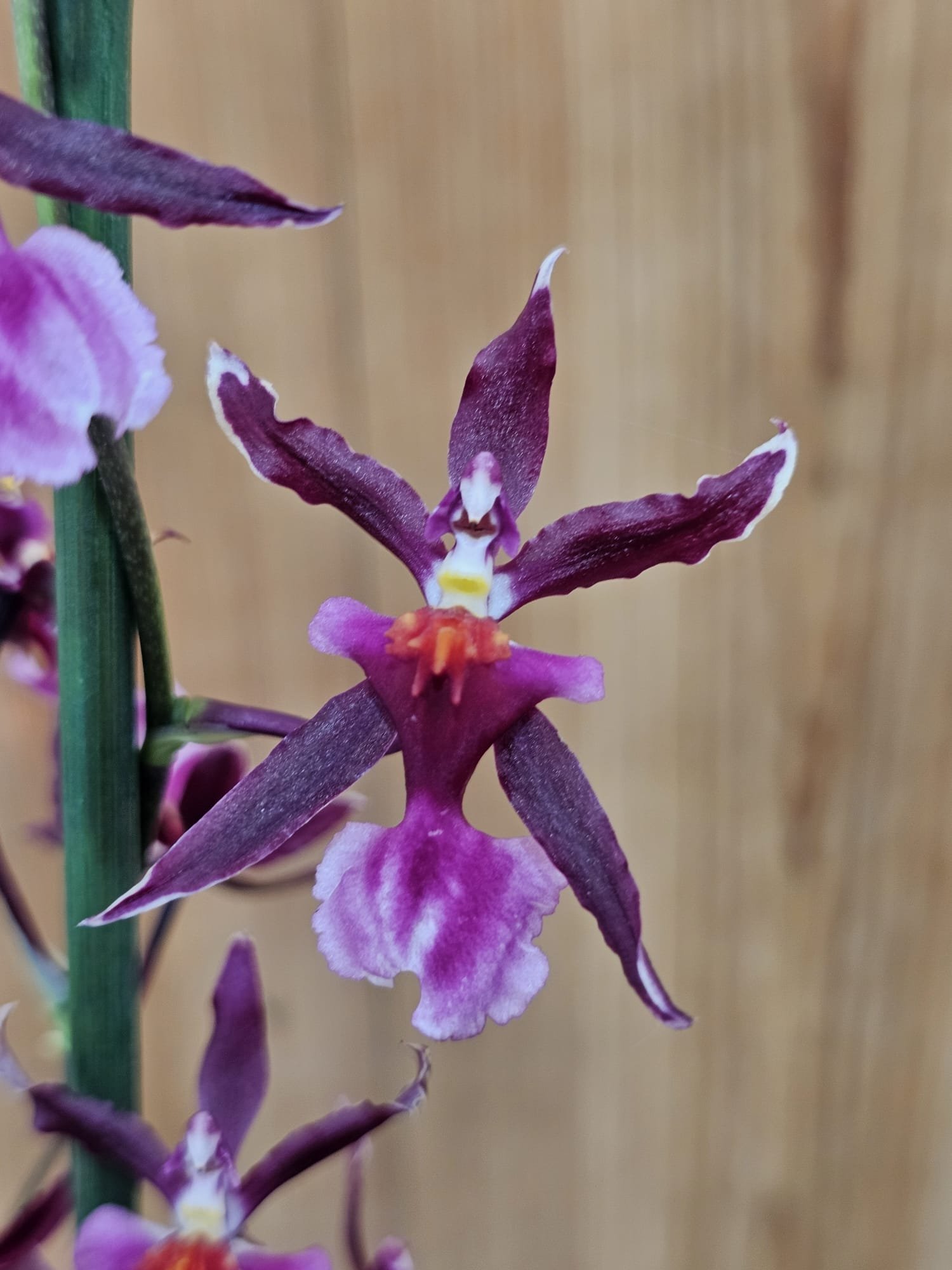 Oncidium Katrin Zoch – Image 3