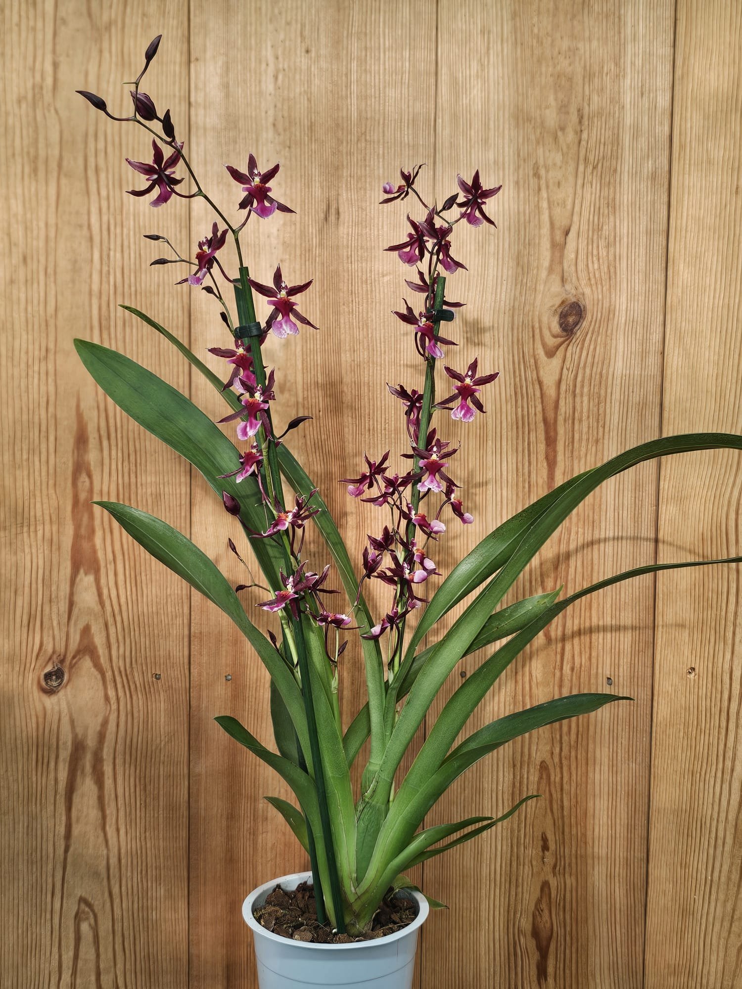 Oncidium Katrin Zoch – Image 2