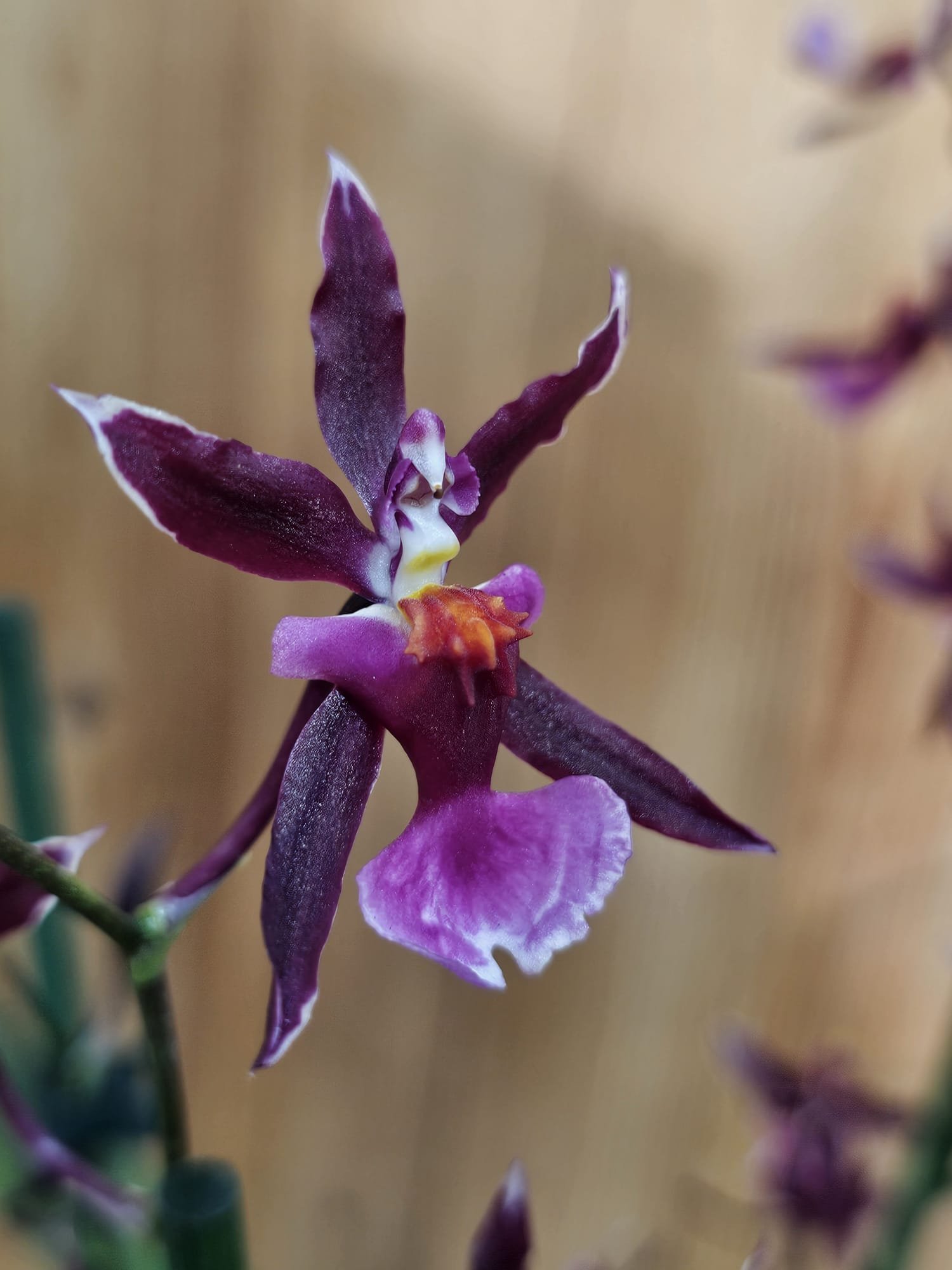 Oncidium Katrin Zoch – Image 4