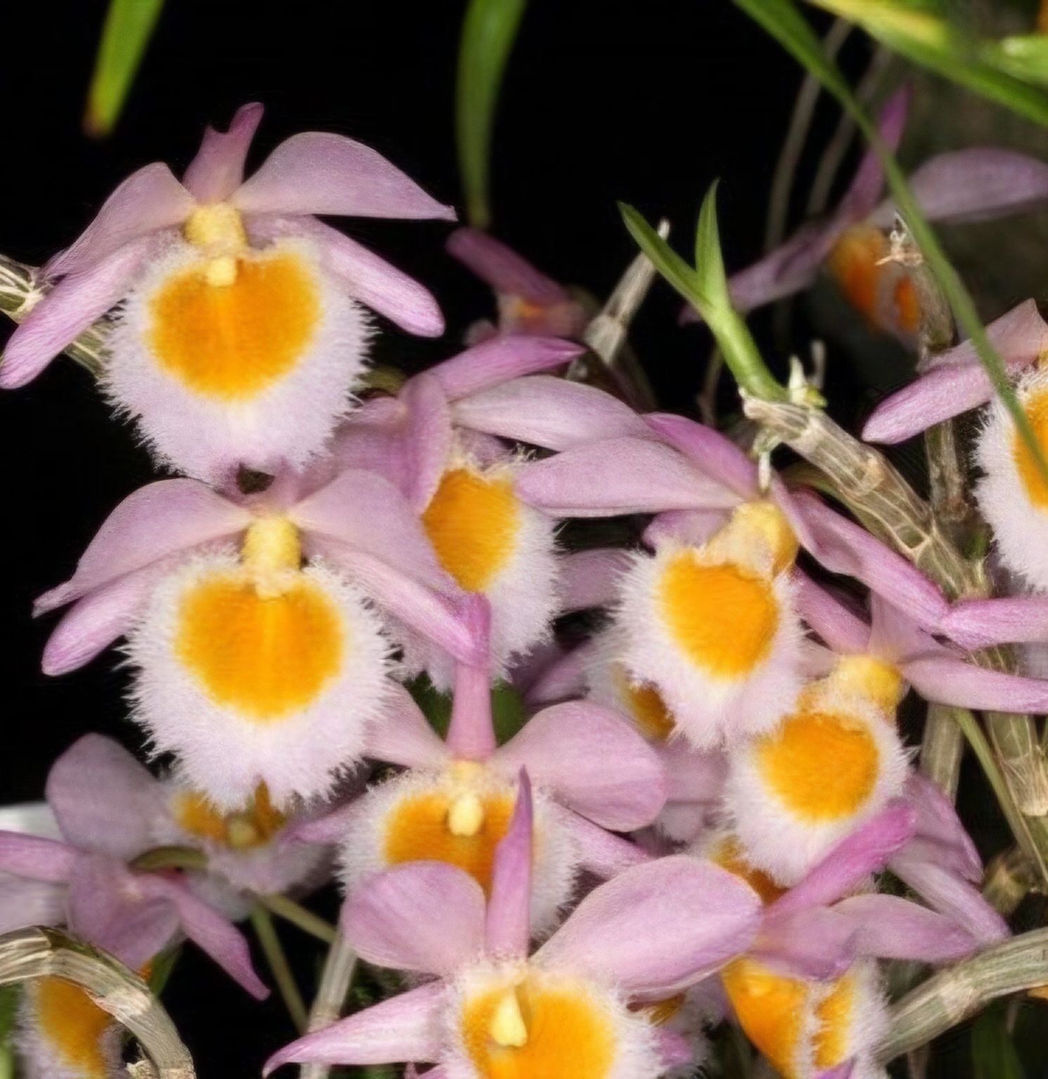 Mini orquídea Dendrobium loddigesii con flores rosas y lilas en floración