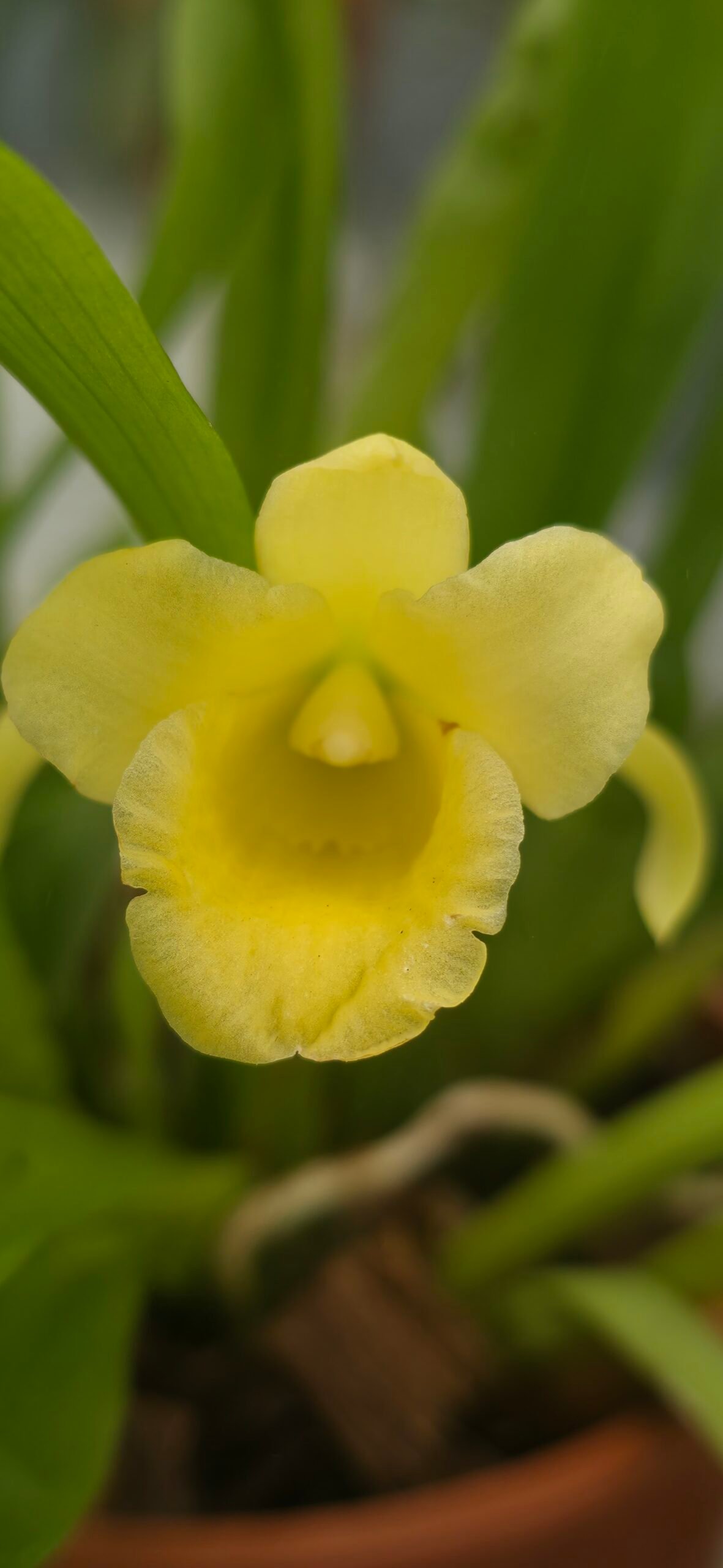 Chondrorhyncha lendyana