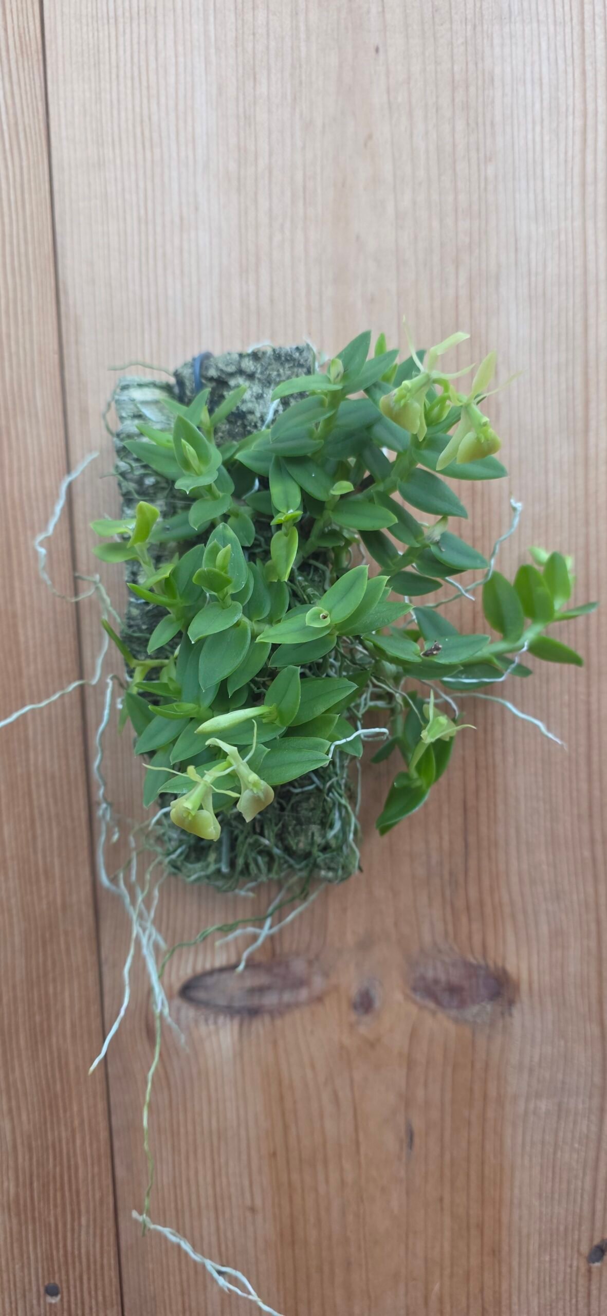 Epidendrum porpax var. Alba - Image 3